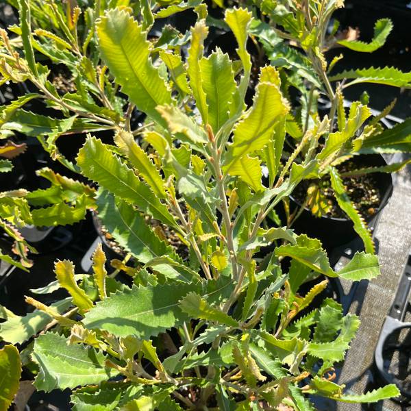 バンクシア：バウエリ6号鉢植え
