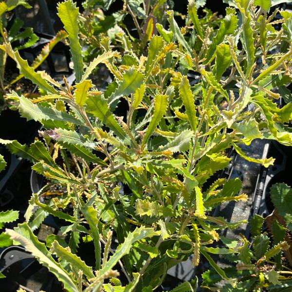 バンクシア：バウエリ6号鉢植え