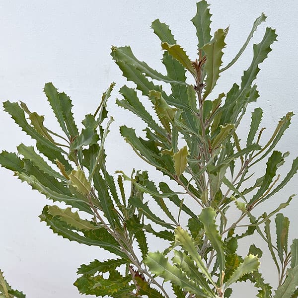 バンクシア：バウエリ6号鉢植え