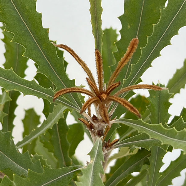 バンクシア：バウエリ6号鉢植え
