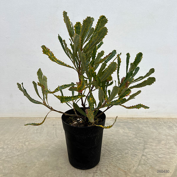 バンクシア：バウエリ6号鉢植え