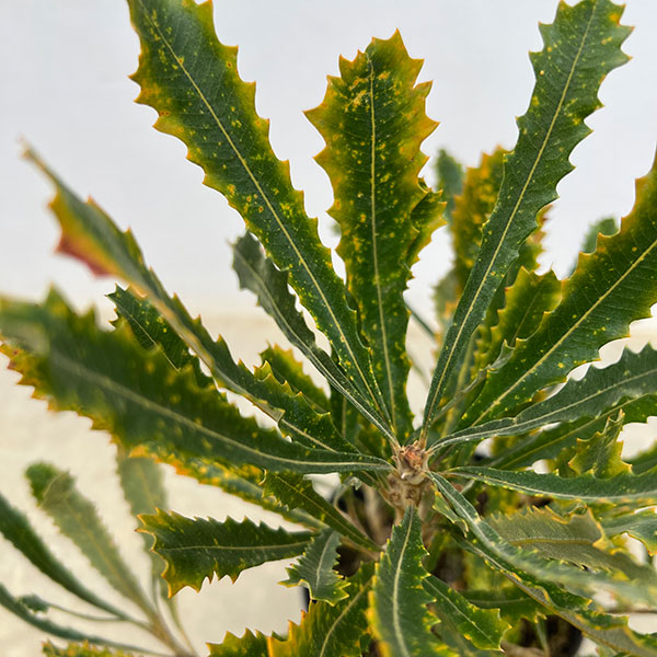 バンクシア：バウエリ6号鉢植え