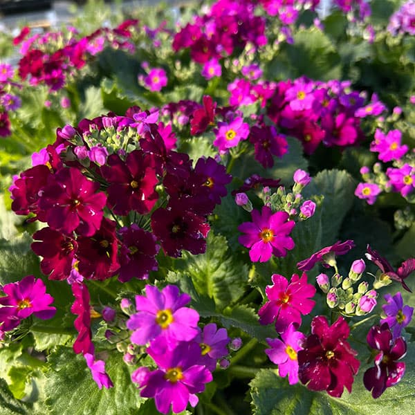 プリムラ・フジザクラ（富士桜）：パープル系5号鉢植え