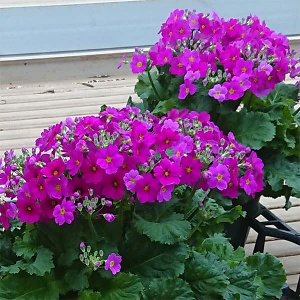 プリムラ・フジザクラ（富士桜）：パープル系5号鉢植え