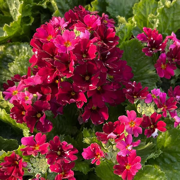 プリムラ・フジザクラ（富士桜）：レッド系5号鉢植え