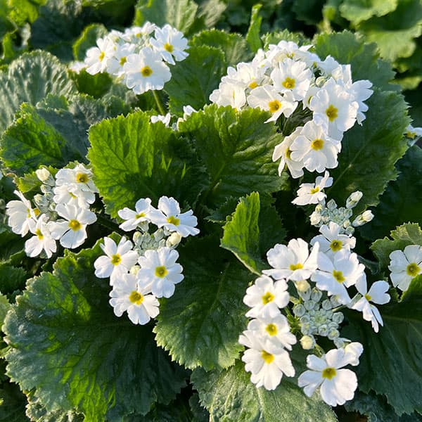 プリムラ・フジザクラ（富士桜）：ホワイト系5号鉢植え