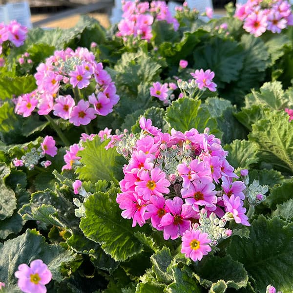 プリムラ・フジザクラ（富士桜）：ピンク系5号鉢植え