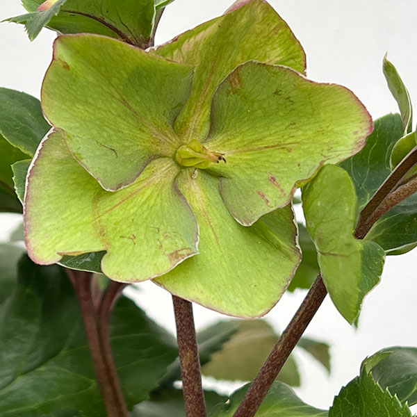 クリスマスローズ:*HGC Ice N’roses 氷の薔薇 アーリーローズ4.5号ポット