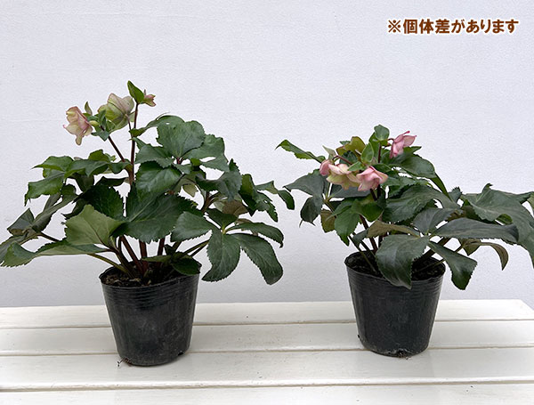 クリスマスローズ:*HGC Ice N’roses 氷の薔薇 アーリーローズ4.5号ポット