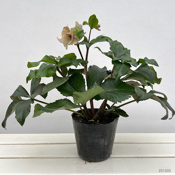 クリスマスローズ:*HGC Ice N’roses 氷の薔薇 アーリーローズ4.5号ポット