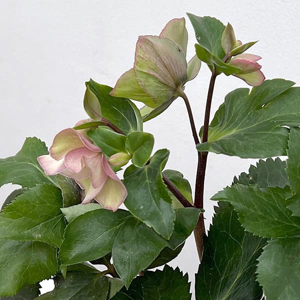 クリスマスローズ:*HGC Ice N’roses 氷の薔薇 アーリーローズ4.5号ポット