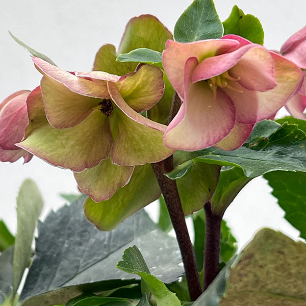 クリスマスローズ:*HGC Ice N’roses 氷の薔薇 アーリーローズ4.5号ポット