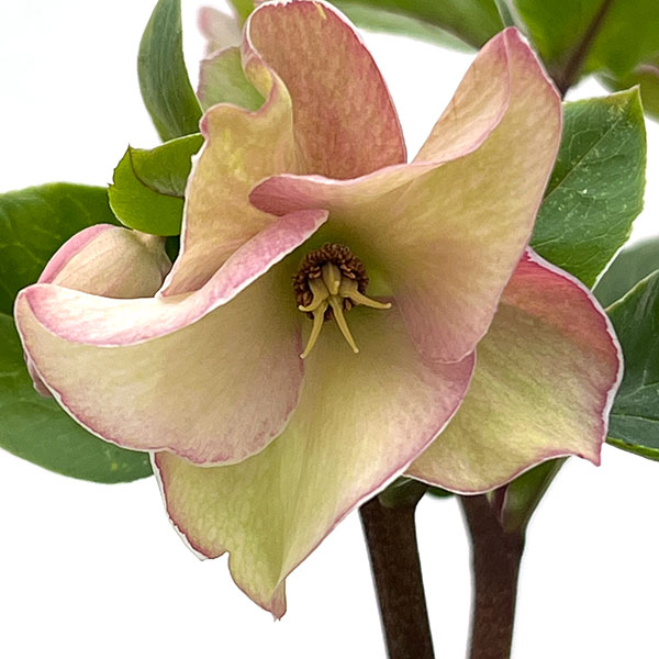 クリスマスローズ:*HGC Ice N’roses 氷の薔薇 アーリーローズ4.5号ポット