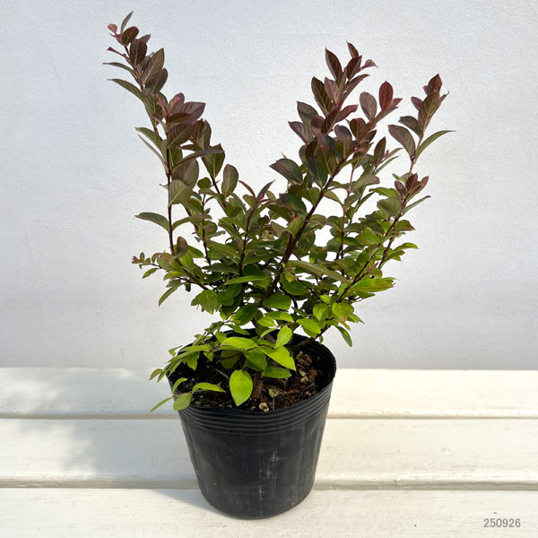 サルスベリ:ポコモック4号ポット