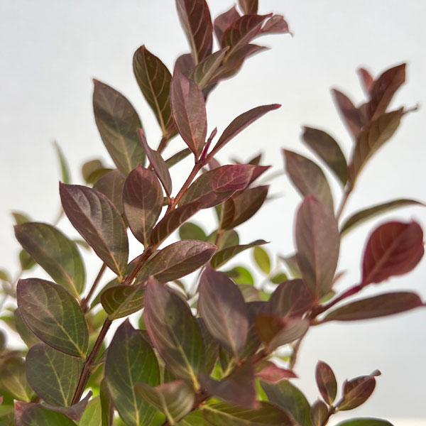 サルスベリ:ポコモック4号ポット