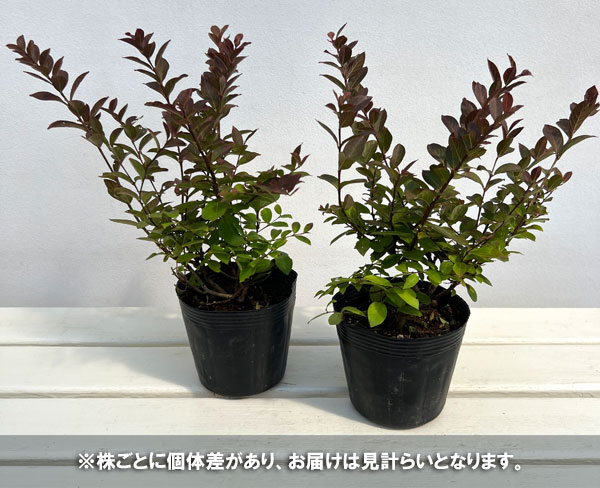 サルスベリ:ポコモック4号ポット