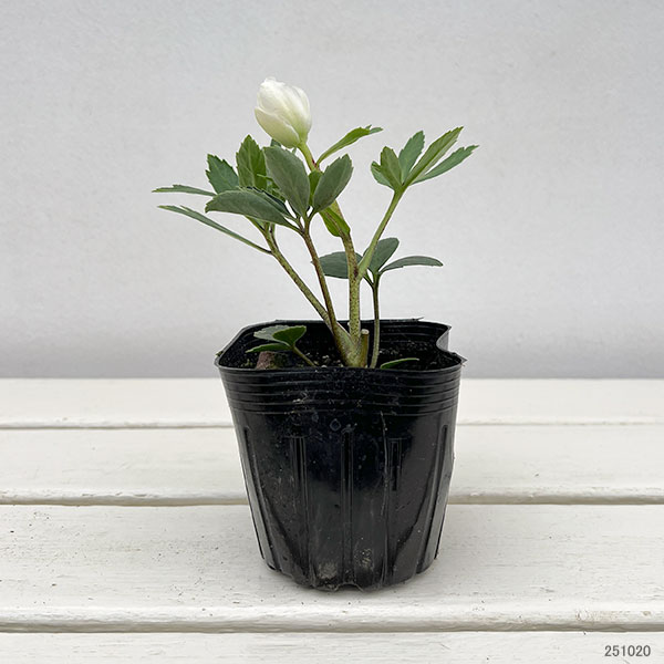 クリスマスローズ（原種系）：早咲きニゲル3号ポット