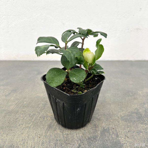 園芸ネット本店｜クリスマスローズ（原種系）：早咲きニゲル3号ポット