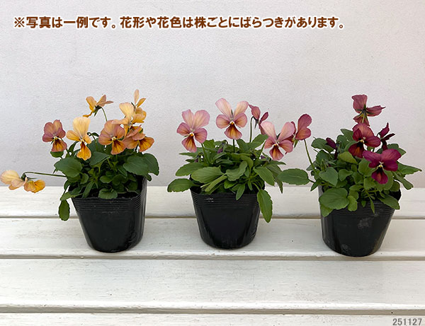 [送料無料]神戸ビオラ：グランバニー　ヴァリアスピンク3.5号ポット 12株セット