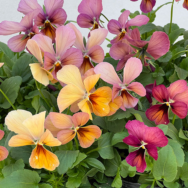 [送料無料]神戸ビオラ：グランバニー　ヴァリアスピンク3.5号ポット 12株セット