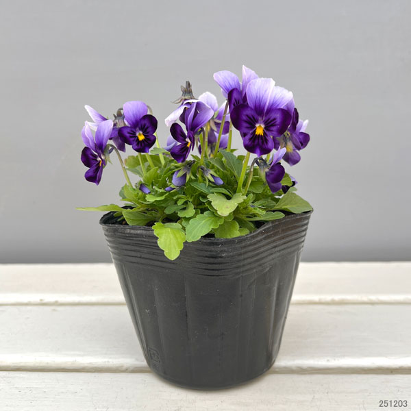 神戸ビオラ：グランバニー　パープルレイン3.5号ポット 6株セット