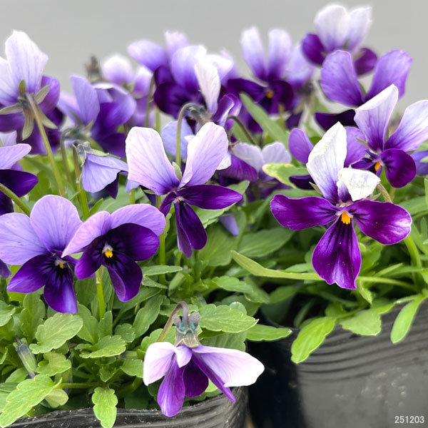 神戸ビオラ：グランバニー　パープルレイン3.5号ポット 6株セット