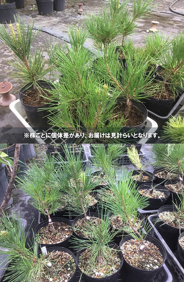 [送料無料]マツ（松）：紅孔雀 （ベニクジャク）6号硬質ポット