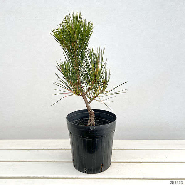 [送料無料]マツ（松）：紅孔雀 （ベニクジャク）6号硬質ポット