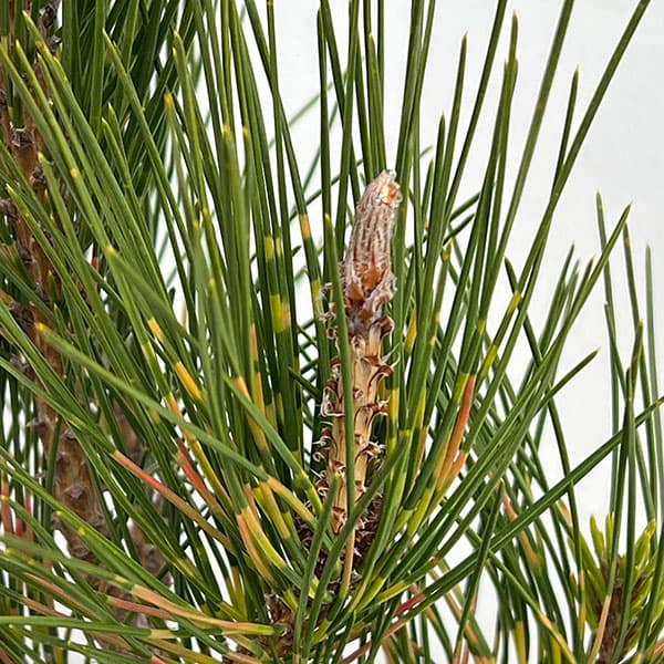 [送料無料]マツ（松）：紅孔雀 （ベニクジャク）6号硬質ポット