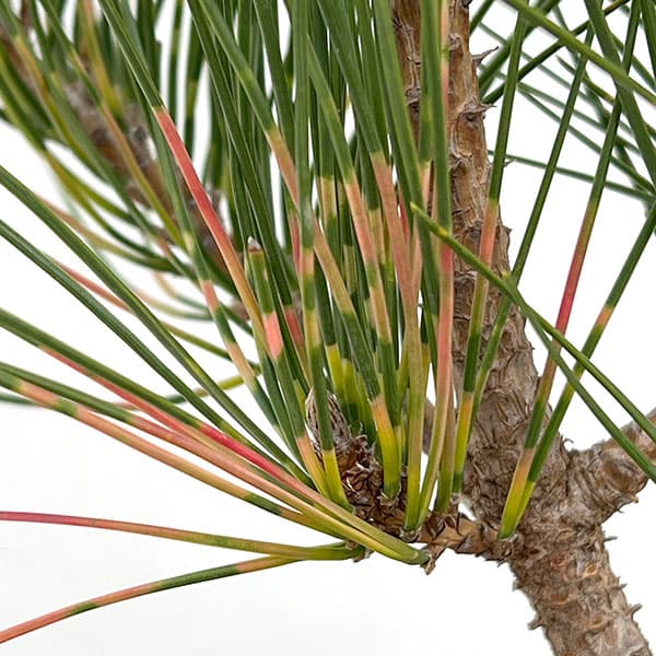 [送料無料]マツ（松）：紅孔雀 （ベニクジャク）6号硬質ポット