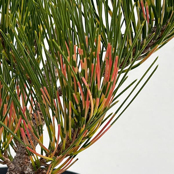 [送料無料]マツ（松）：紅孔雀 （ベニクジャク）6号硬質ポット