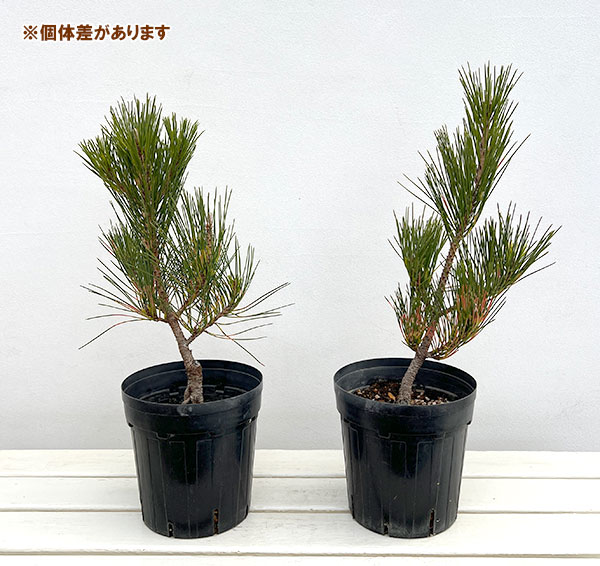 [送料無料]マツ（松）：紅孔雀 （ベニクジャク）6号硬質ポット