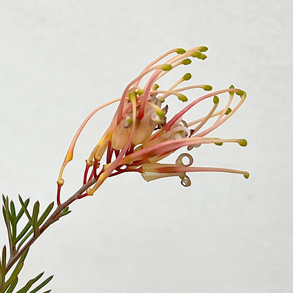 グレヴィレア：センパフローレンス5号ポット