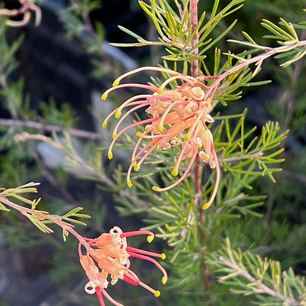 園芸ネット本店｜グレヴィレア：センパフローレンス5号ポット の通販