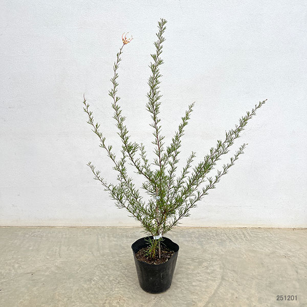 グレヴィレア：センパフローレンス5号ポット