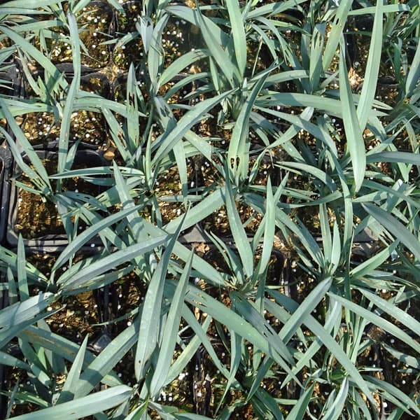 yorozuya　ディアネラ　ブルー　ストリーム　７号　6鉢セット Amazon.co.jp: ディアネラ(キキョウラン) ブルーストリーム 3.5号