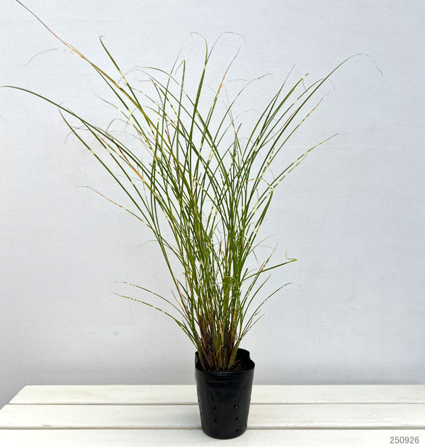 ススキ:斑入りイトススキ・モーニングライト3号ポット