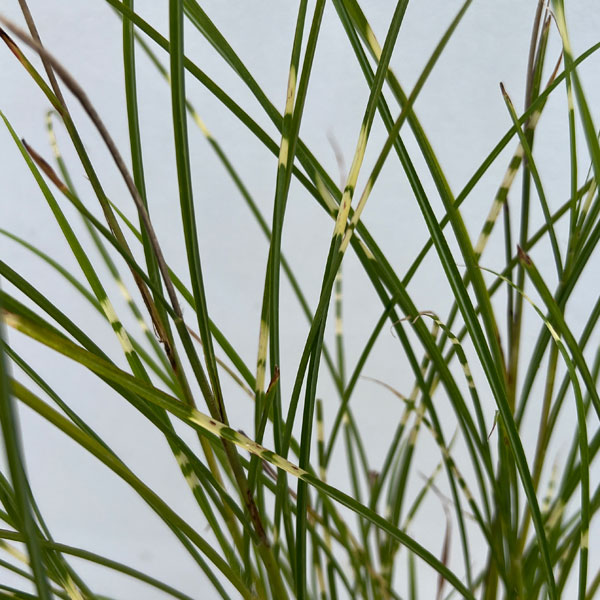 ススキ:斑入りイトススキ・モーニングライト3号ポット