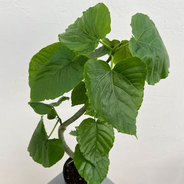 フィカス：ウンベラータ（曲がり）　5号ポット