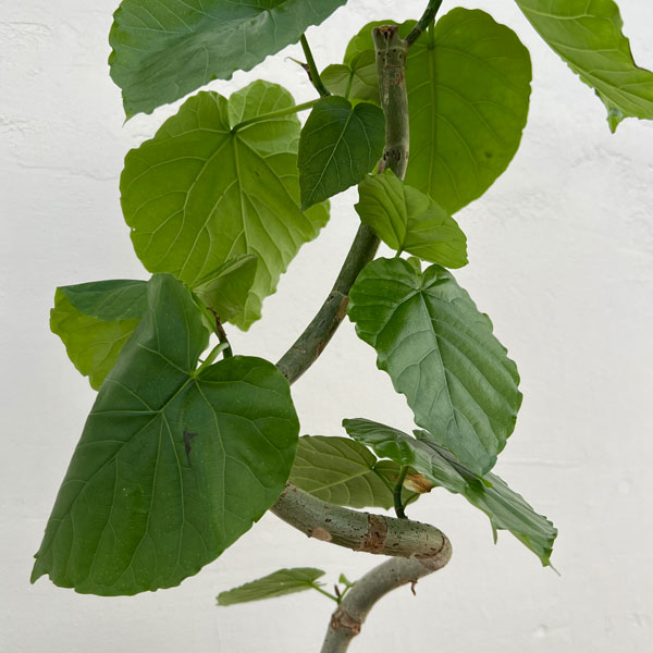 フィカス：ウンベラータ（曲がり）　5号ポット