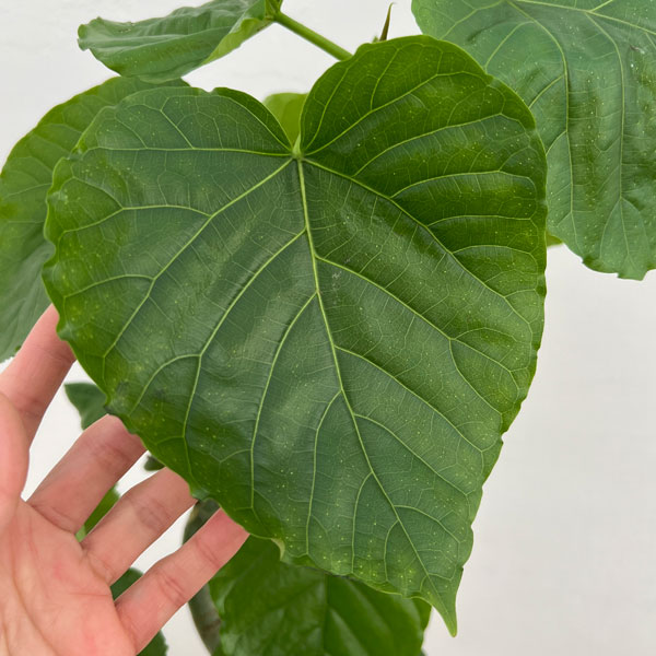 フィカス：ウンベラータ（曲がり）　5号ポット