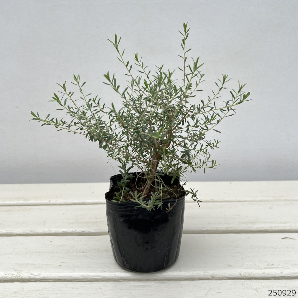 レプトスペルマム ホワイトティーツリー3号ポット