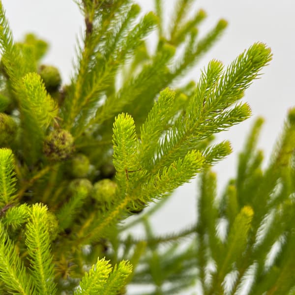 バーゼリア：ラヌギノーサ3号ポット