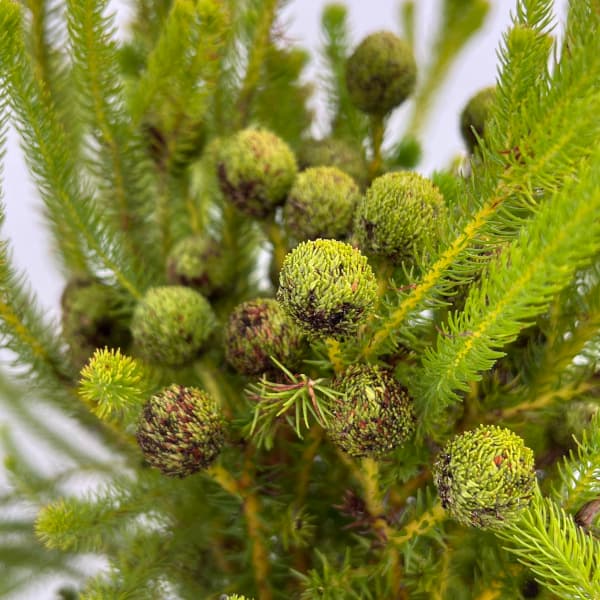 バーゼリア：ラヌギノーサ3号ポット