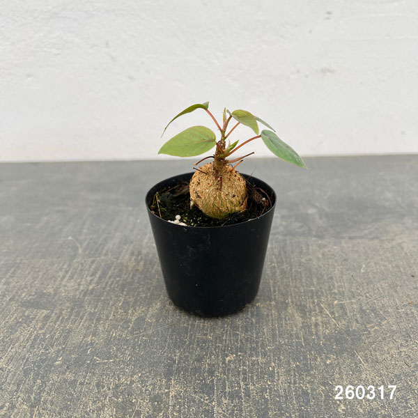 フィカス：ぺティオラリス　2.5号ポット