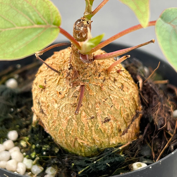 フィカス：ぺティオラリス　2.5号ポット