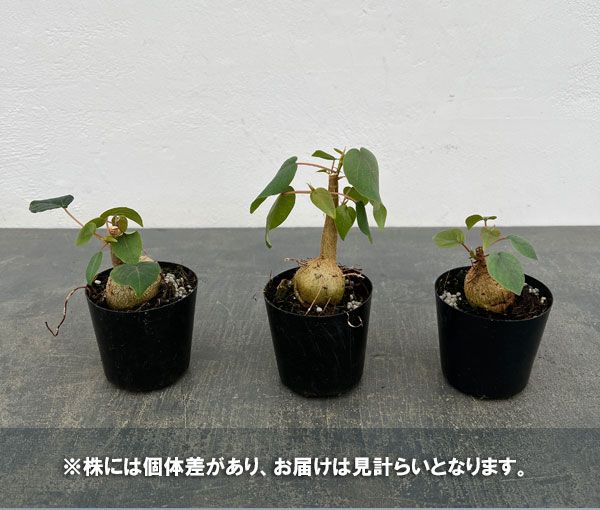 フィカス：ぺティオラリス　2.5号ポット