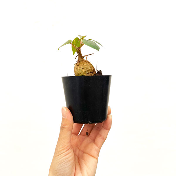 フィカス：ぺティオラリス　2.5号ポット