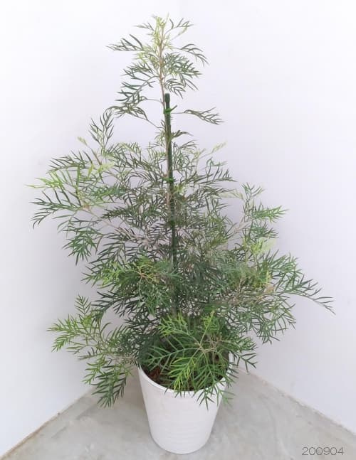 グレビレア:ココナッツアイス8号鉢植え