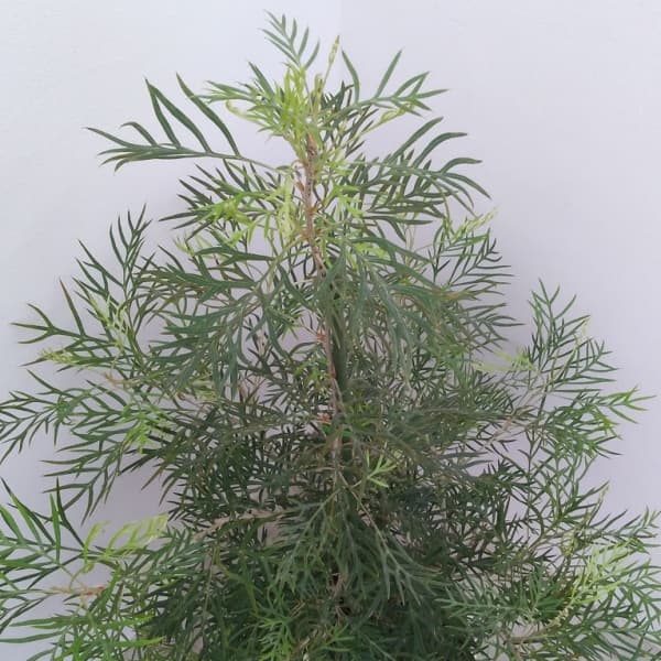 グレビレア:ココナッツアイス8号鉢植え
